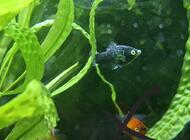 Grajewo ogłoszenia: Sprzedam akwarium 54L z życiem po więcej informacji proszę... - zdjęcie