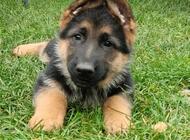 Grajewo ogłoszenia: Witam. Mam do zaoferowania szczenięta owczarki niemieckie... - zdjęcie