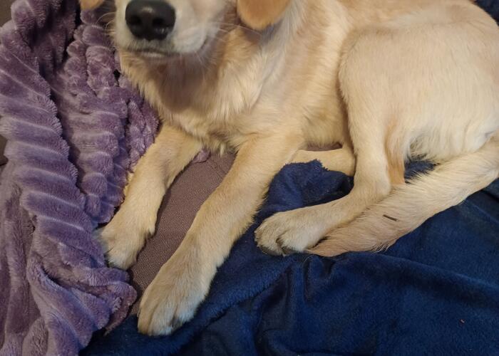 Grajewo ogłoszenia: Oddam pieska w dobre ręce, szczepiony; ma 4 miesiące.