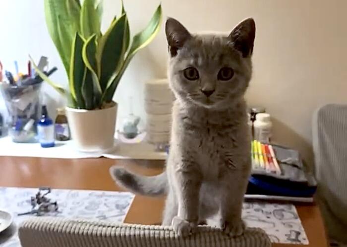 Grajewo ogłoszenia: Zaginął 4-miesięczny kot rasy brytyjski krótkowłosy. Kot...